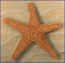 Starfish1658Thumb.jpg